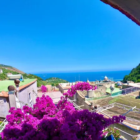 La Bougainvillea *